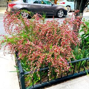 Meet your Posher, Shinade